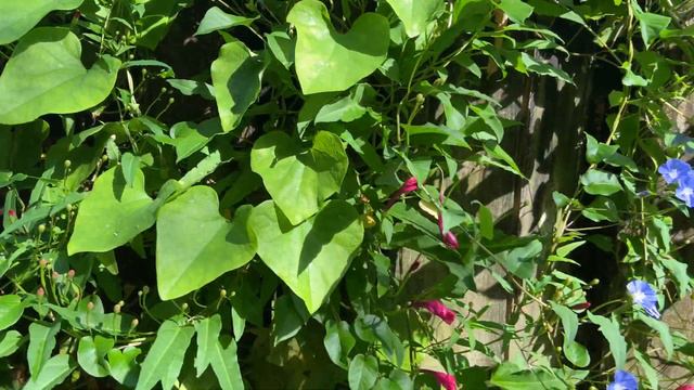 Man In The Ground Vine and Sky Blue Cluster Vine- Spectacular! смотреть онлайн