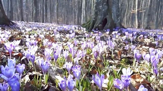 Ліс вкритий Квітами КРОКУС)) Дуже КРАСИВО!!! смотреть онлайн