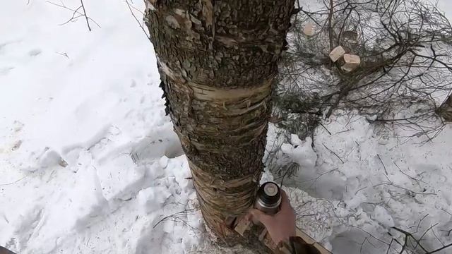 новый солонец готов?