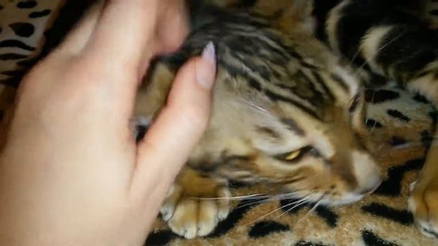 Продаётся бенгальский котёнок мраморного окраса , очень ласковый ) смотреть онлайн
