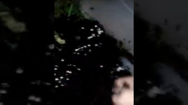 Можно ли давать Ахатинам траву,и какую... смотреть онлайн
