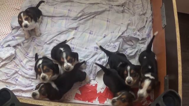 щенки Бассет-Хаунда смотреть онлайн