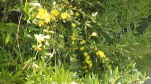 Жасмин голоцветковый (зимний), краткая информация, описание жасмина итальянского, китайского