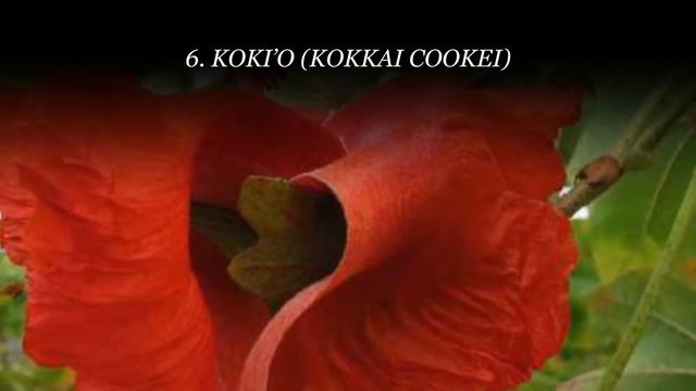 Top 10 Rarest Flowers in the World смотреть онлайн