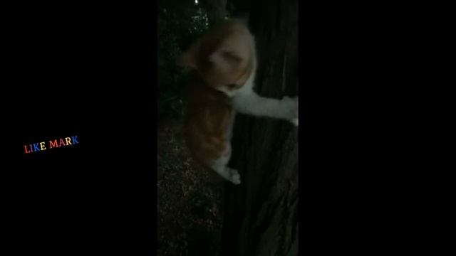 Котенок Залез на Дерево и Рычит на Меня смотреть онлайн