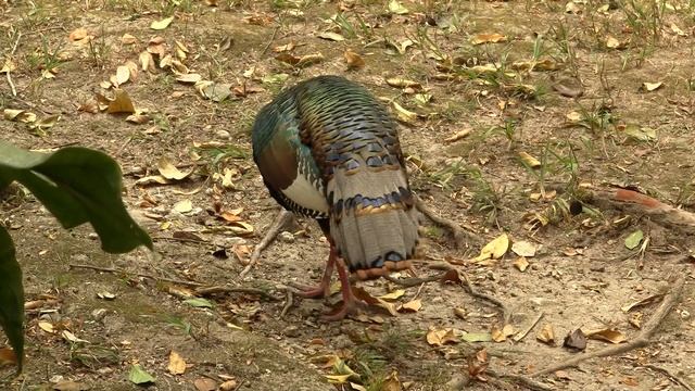 Ocellated Turkey. Глазчатая индейка (1242sp) смотреть онлайн