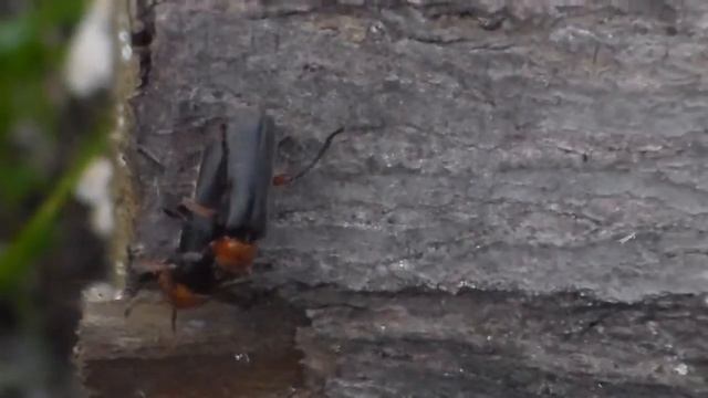 Любовь жуков. Весенние жуки группируются парами))) Bugs Love смотреть онлайн