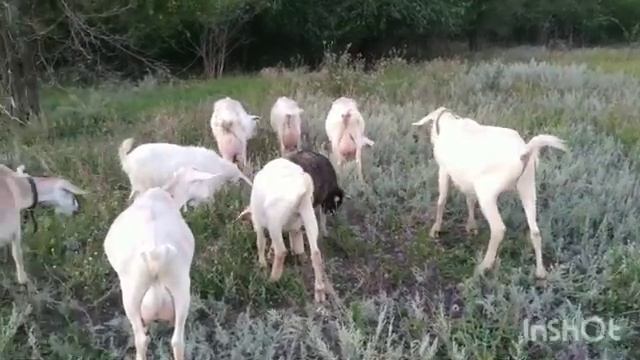 Зачем ?! Жизненный колокольчик ...И до покрытий коз ещё далеко .