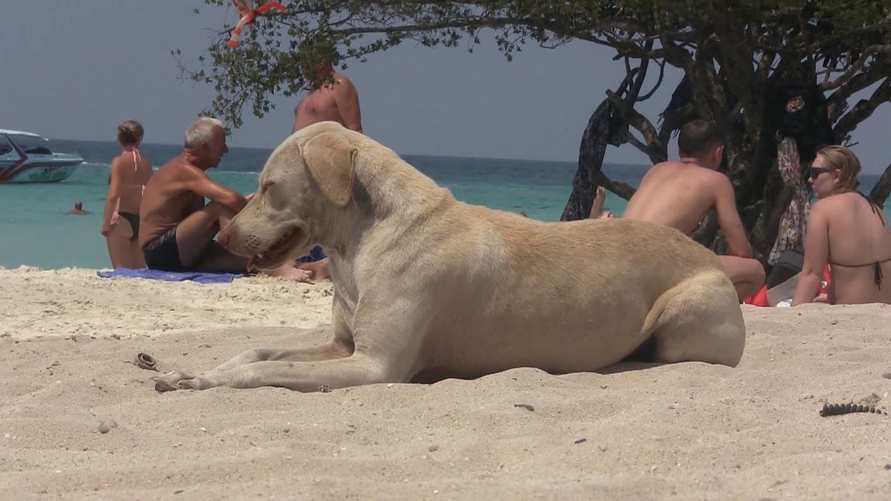 о. Ко Лан  2-я версия. Паттайя (27.02.2020г.)