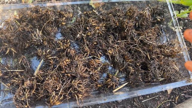 Digging, Dividing, and Storing Ranunculus Corms for next spring. So Easy! //FlowerFanatic смотреть онлайн