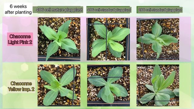Comparison of different size plug plant -MIYOSHI Lisianthus Chaconne Series смотреть онлайн