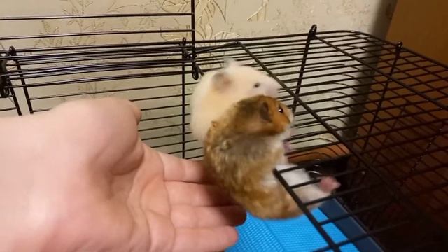 Хомяки. /Комедия "Весёлый вечер "/Соня и Снежка збегают! смотреть онлайн