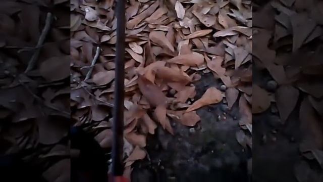 Homelite 3816c Coldstart And Test Cut