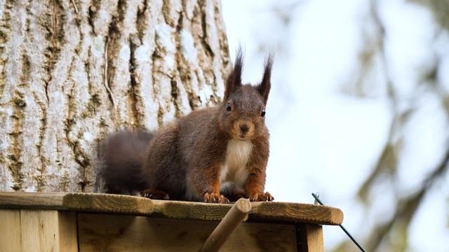 Музыка Лета. Сумасшедшее лето – музыка Павла Ружицкого. смотреть онлайн