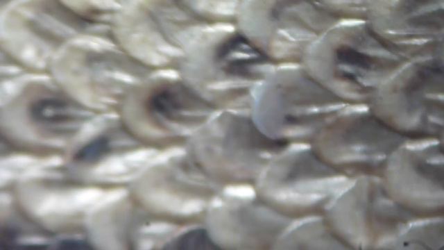 🔬 083 - How to use a stereo microscope to look at SNAKE skin | Microscopy смотреть онлайн