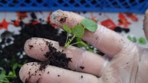 Правильная пикировка виолы от А до Я. Сроки пикировки виолы.