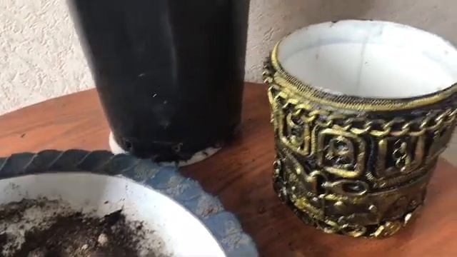 Денежное дерево после обрезки. Пересадка денежного дерева (крассулы). смотреть онлайн