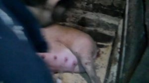 Использование окситоцина при опоросе свиноматки.