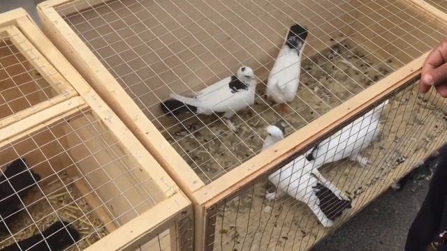 Голубиный рынок Баку . 9 МАЯ 2021 . Всех с Великой победой 9 мая ! ! ! смотреть онлайн