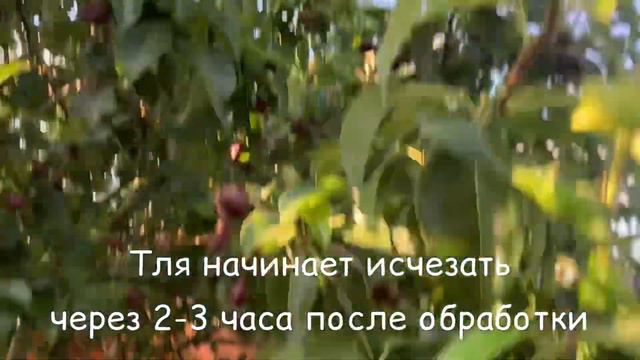 Чем опрыскивать от тли? смотреть онлайн