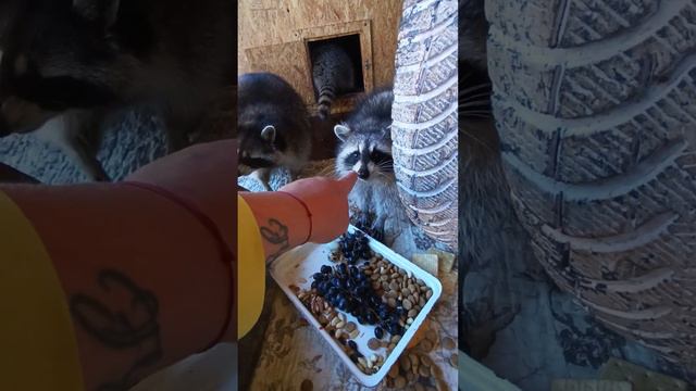 #ямыилюша #енотилюша #помощьбездомнымживотным #raccoon #анапа #reels #енотики #енотики смотреть онлайн