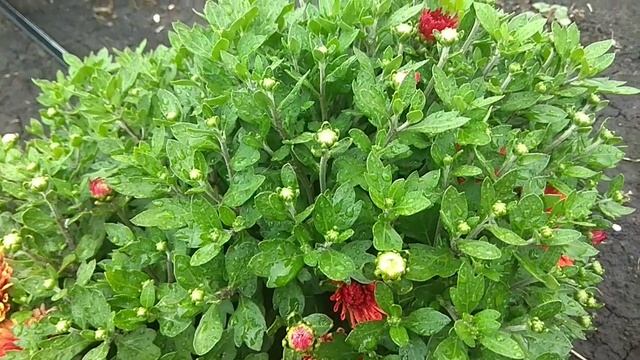 Хризантема мультифлора - выращивание, уход. смотреть онлайн