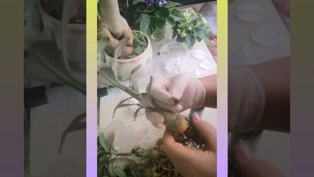 Пересадка годовалых сеянцев адениума смотреть онлайн