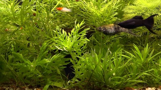 Пара неприхотливых растений, добавил гуппи в 60л смотреть онлайн
