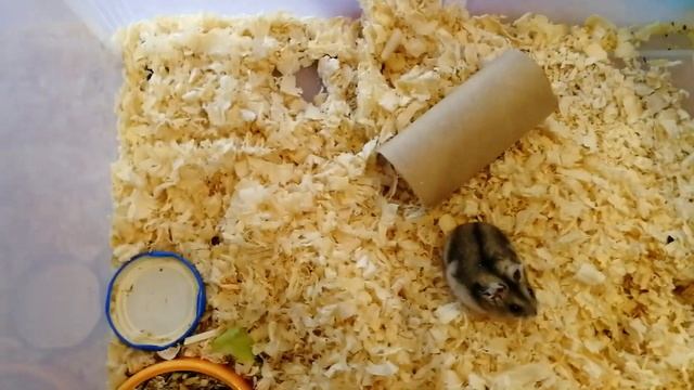 Уборка у хомяка | Джунгарик - самый не вонючий грызун | Хомяки смотреть онлайн