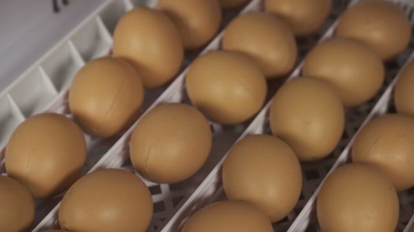 Видео обзор автоматического инкубатора для яиц "SITITEK 36"