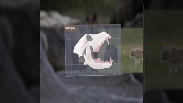 Как волки изменили экосистему смотреть онлайн