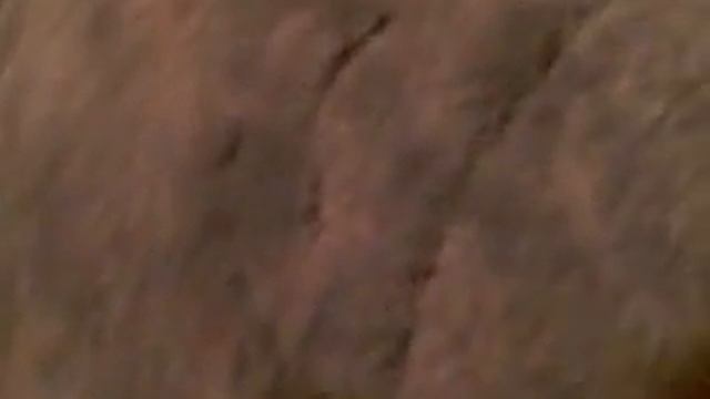 Щенок жжёт вместе с хозяином под гармонь... смотреть онлайн