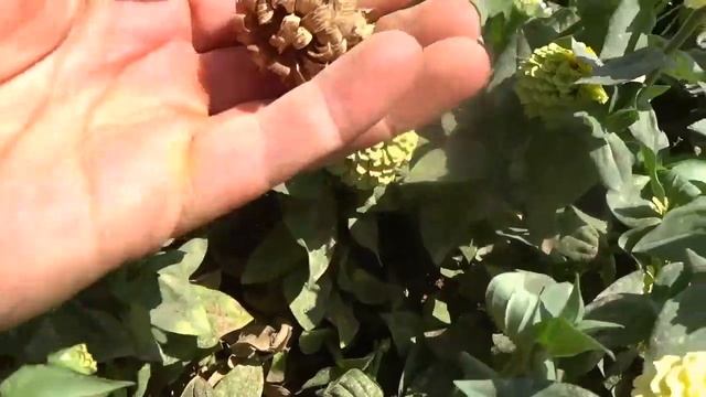 Просто шикарные Цинии. ДАВНО ИСКАЛ ТАКОЙ СОРТ. Фирма PanAmerican Seed серия Double Zahara. смотреть онлайн