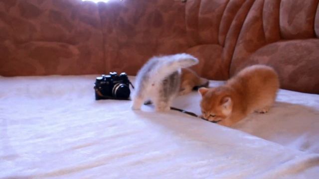 Attacks of Kittens on the Camera ? смотреть онлайн