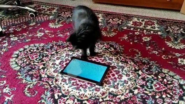 Ася и рыбки смотреть онлайн