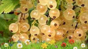 Смородина белая Виксне ? Обзор: посадка и уход. саженцы смородины Виксне: описание и особенности