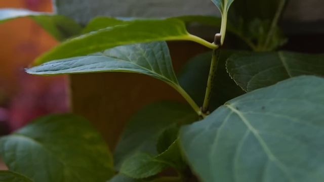 Review Sony a6000 смотреть онлайн