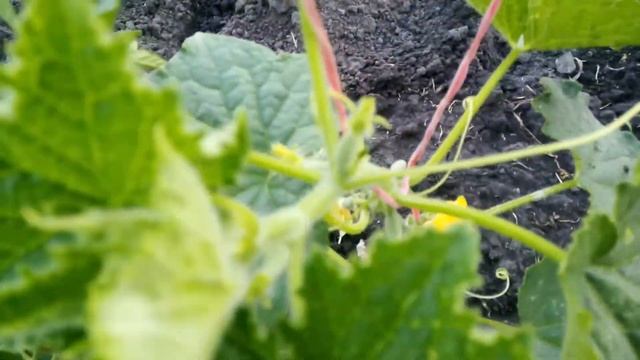 Появилась Завязь на огурчиках"БАЛКОННЫЙ ХРУСТИК" И "КУКОЛКА" 05.06.2019г. смотреть онлайн