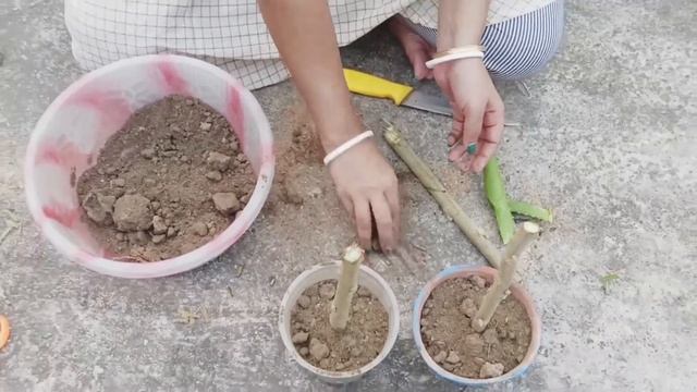 How To Propagate Hibiscus Mutabilis||Hibiscus Mutabilis Cutting|| Confederate Rose|| স্থলপদ্ম|| смотреть онлайн