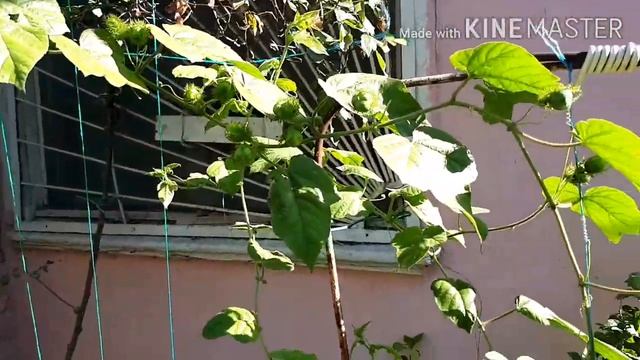 Пассифлора Фоэтида.Цветение и плодоношение смотреть онлайн