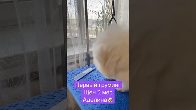 #бишон #щенок #груминг #надому смотреть онлайн