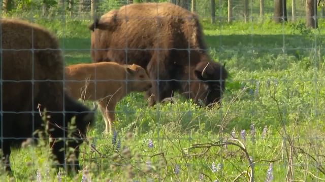 A bison gored an Arizona woman in Yellowstone, the park's first such attack in 2023 смотреть онлайн