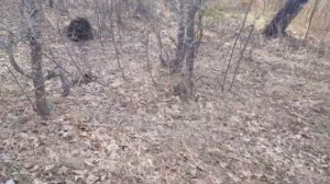 РЫБАЛКА НА ВЕРШУ.ЛИНЬ ВЕСНОЙ