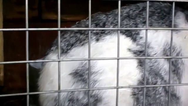 кролики, смесь бабочка и фландр! смотреть онлайн