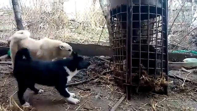 Притравка щенков 4мес смотреть онлайн