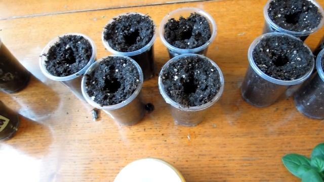 Черенкуем петунию вместе! смотреть онлайн