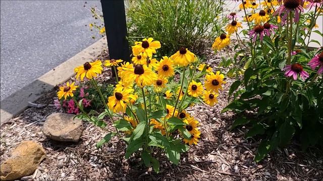 Black Eyed Susan, Rudbeckia Hirta - Comprehensive Grow and Care Guide смотреть онлайн