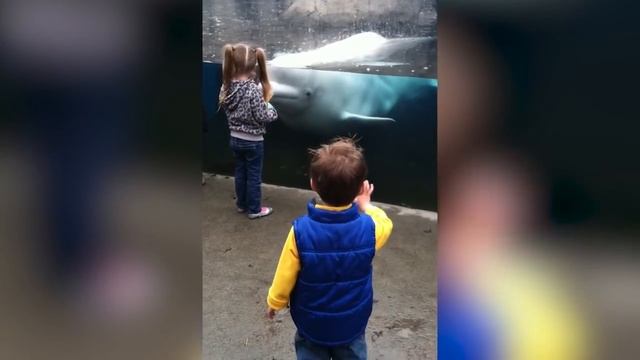 Funny Beluga Whale Troll Baby And Kids in Aquarium| Funny Babies and Pets смотреть онлайн