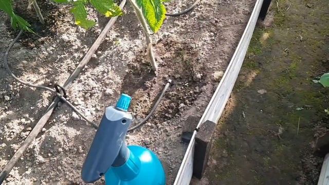 Важная подкормка томатов. смотреть онлайн