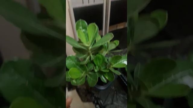 Planta Após O Uso Do Plantafol ( Fórmula 10.54.10)